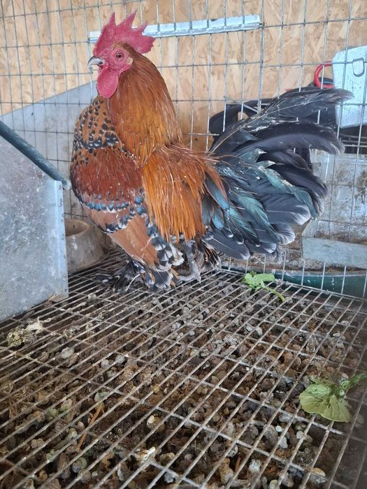 Păsări de rasă Millefleur ( mii de flori) de vanzare
