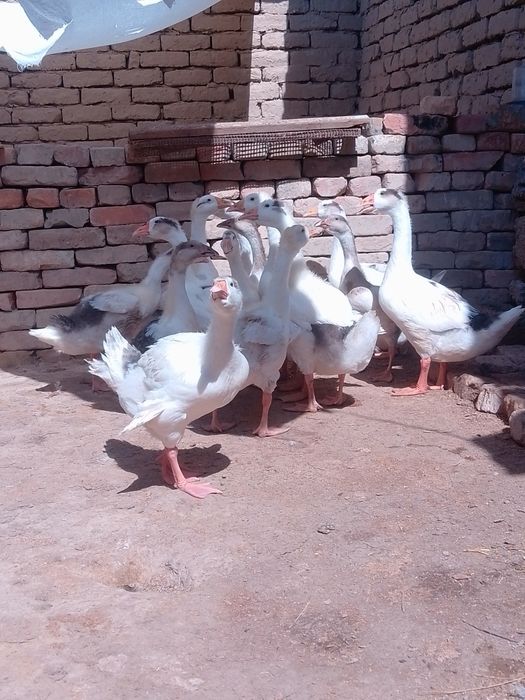 Продаю гусят утят