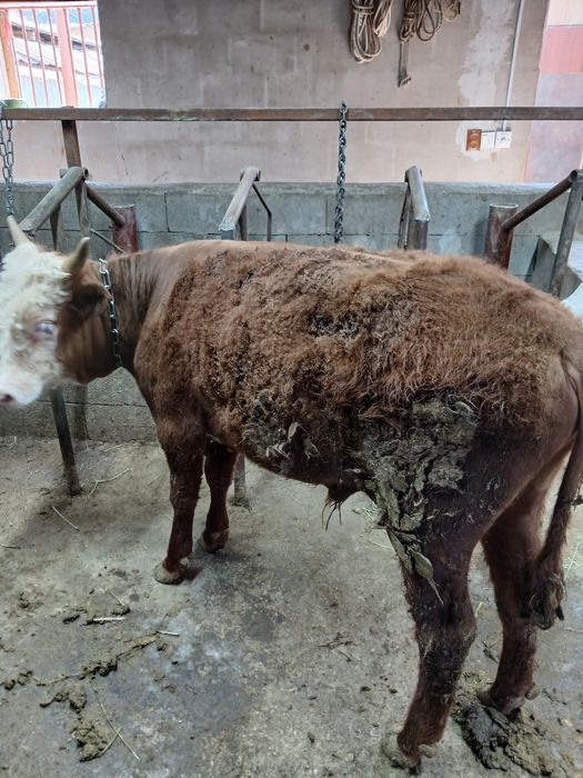 Продам годовалого Бычка