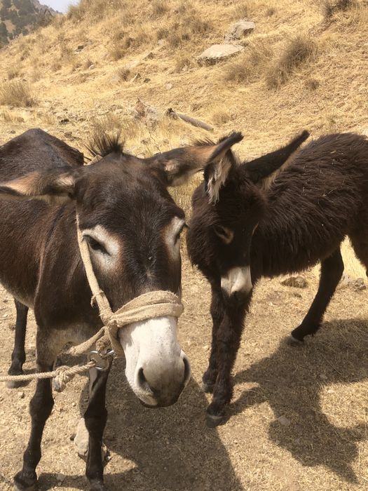 Ona bola urgochi ewwak yuvow tepmaydi tiwlamaydi