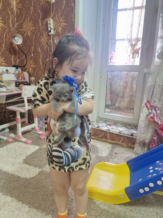 Отдам котёнка в добрые руки