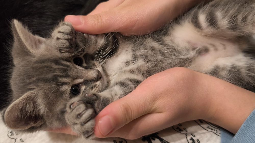 котята в добрые руки