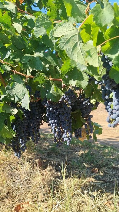 Vineri 18 , începem culesul strugurilor fetească/merlot.