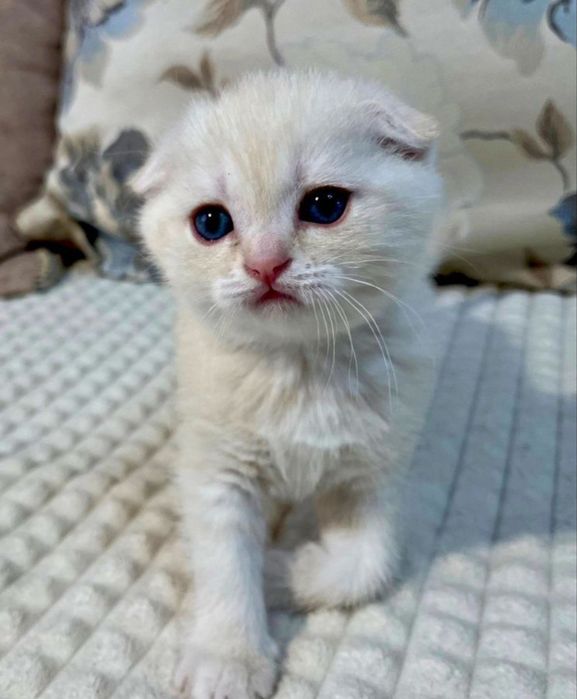 Вислоухий котенок мальчик