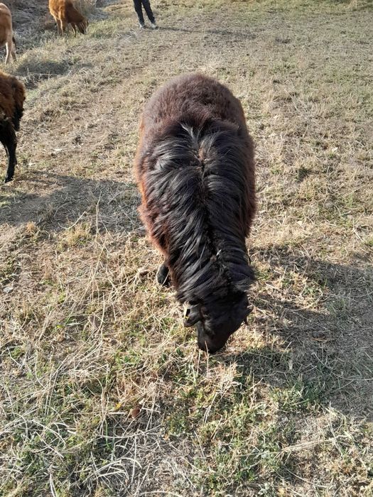 Продам барана ...