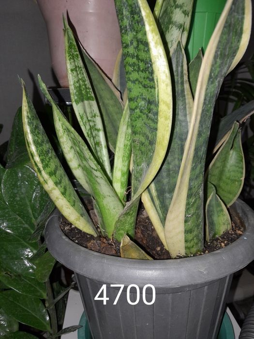 Цветы офисные занедорого