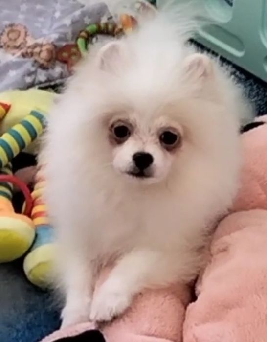 Шпиц померанский,маленькие размеры