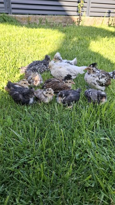 PUI Struma bantam