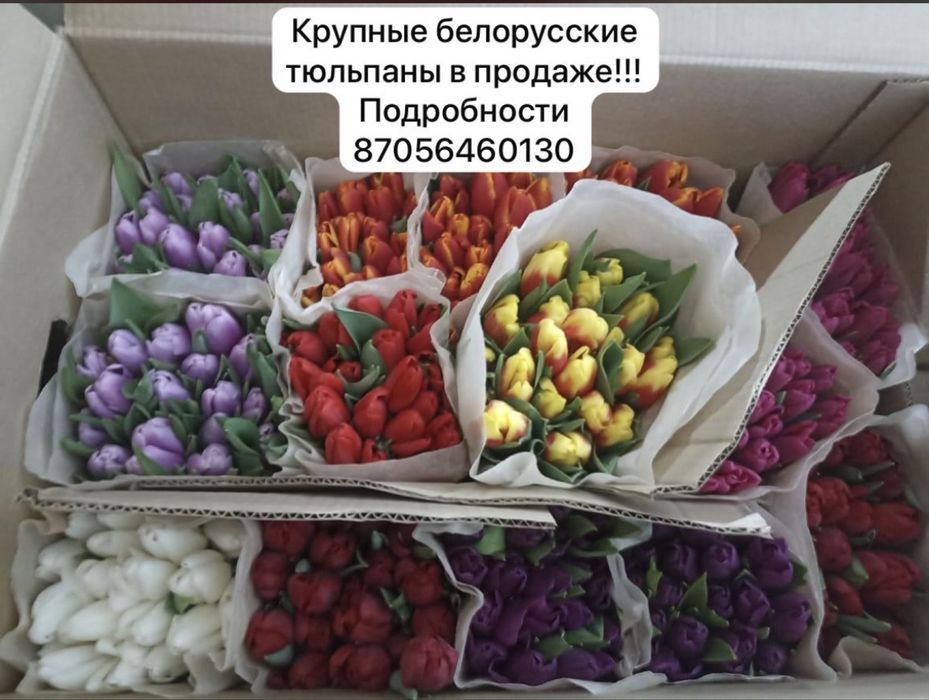 Тюльпаны опт и розницу