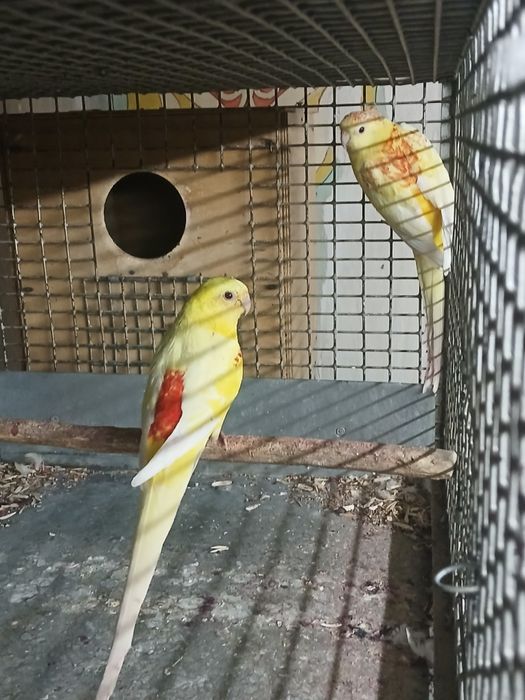 Пеувчие птица попугаи