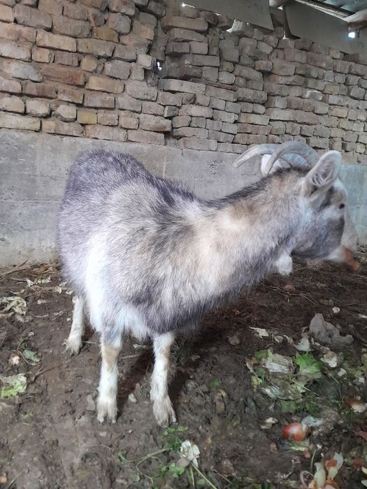 ассалому алейкум солик эчкилар сотилади 2.5  3 литргача сути бор