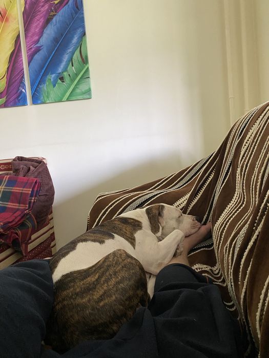 Передержка собак