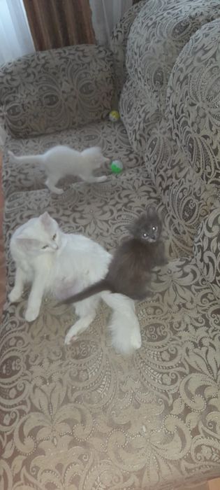 Отдам даром котят