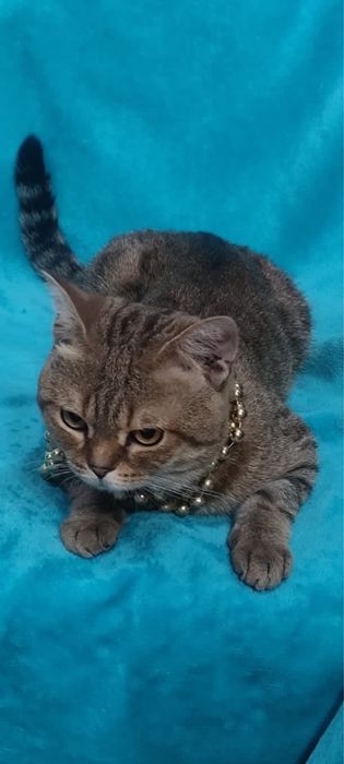 Котик ищет семью
