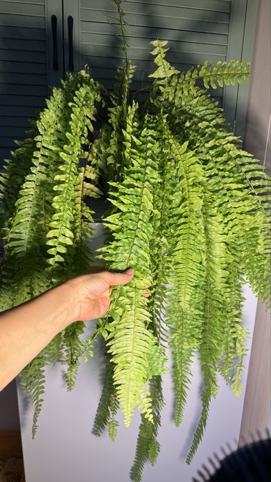 Нефролепис  Тигр