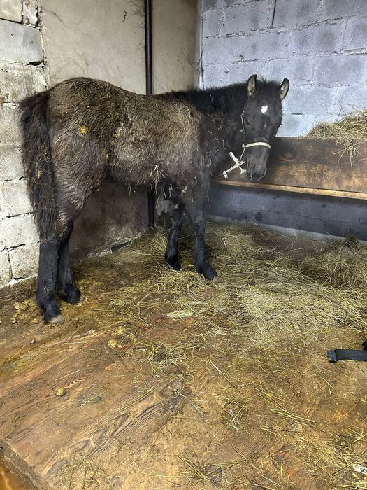 Продам жеребенком