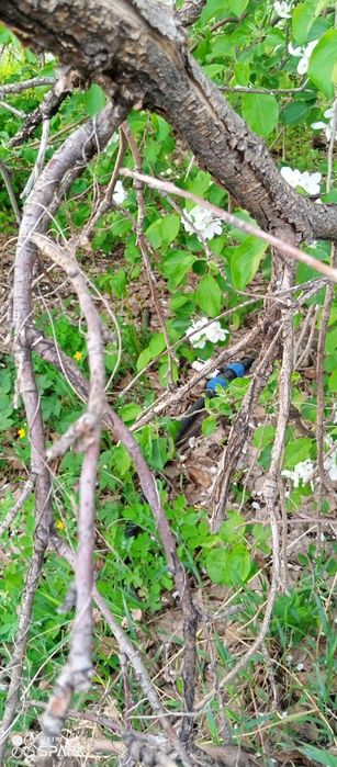 Продам два участка С.О. Автомобилист