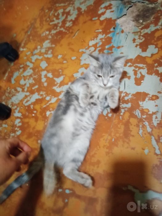 Котята наполовину вислоушки