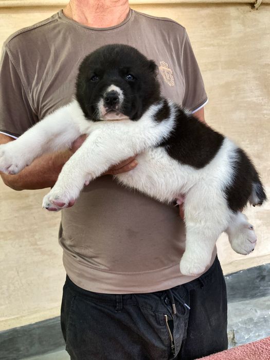 Щенок ( Туркменского Алабая ) чистокровный !