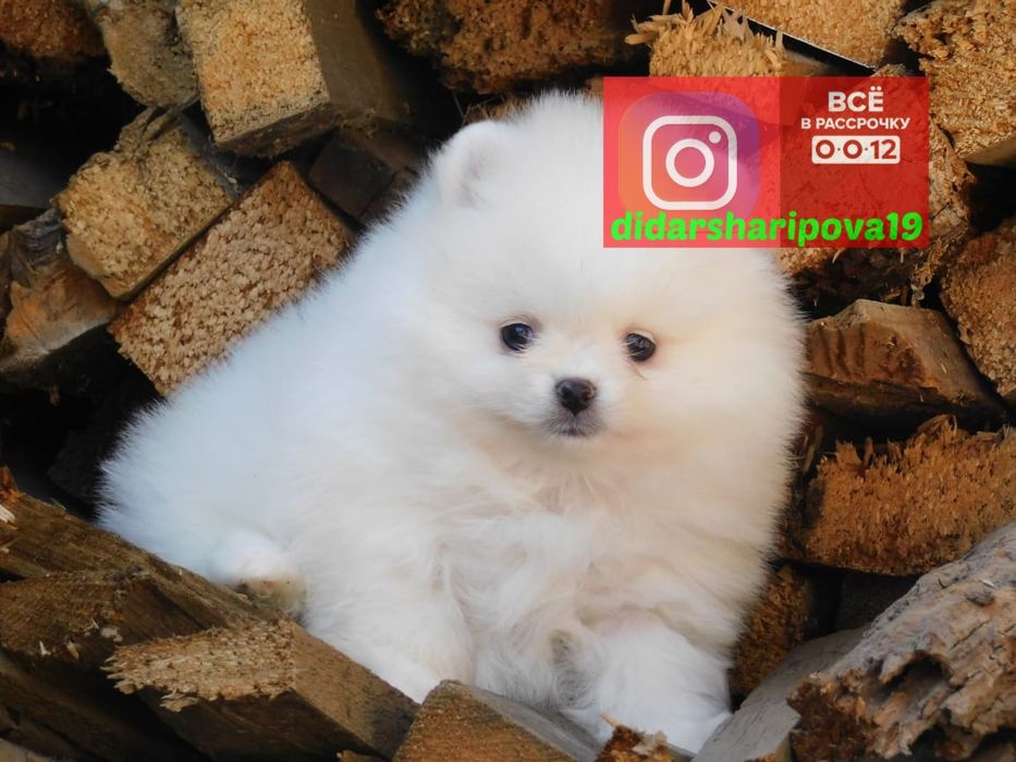 Шикарные щенки готовы к переезду &&-