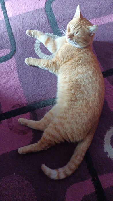 Motan portocaliu pentru adoptie