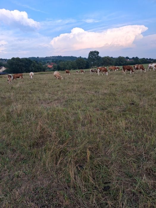 Vănd 11 vaci și un taur