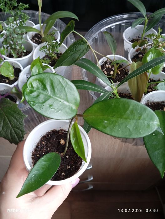 Продам растения комнатные