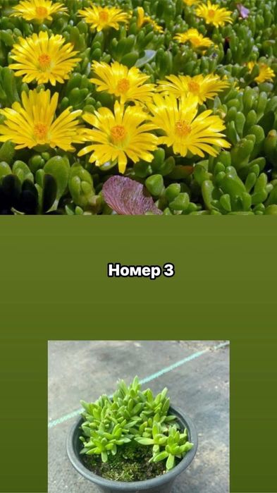 Делосперма разсад