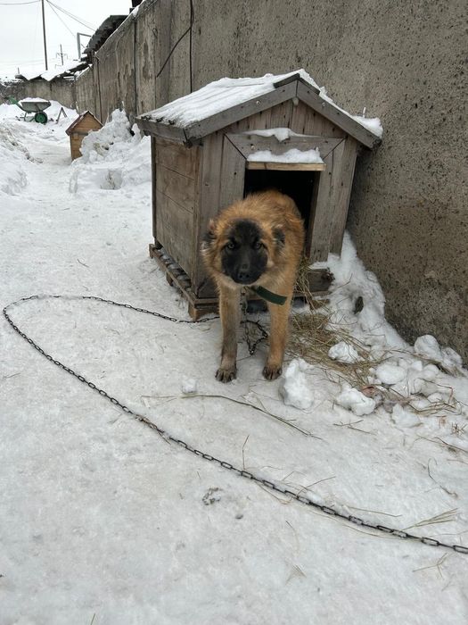 Отдам девочку в частный дом
