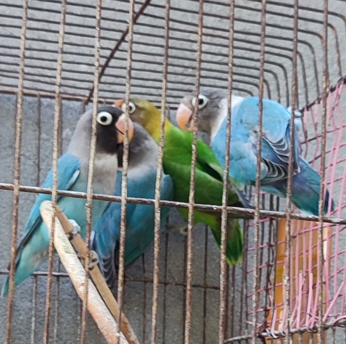 Продам маска  ,есть порованые