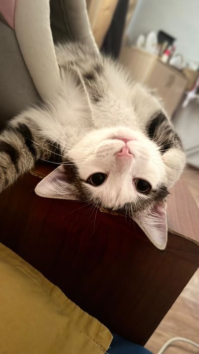 Отдам кота в хорошие руки
