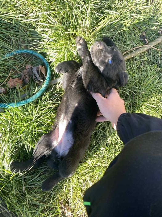 Кученца Кокерчета