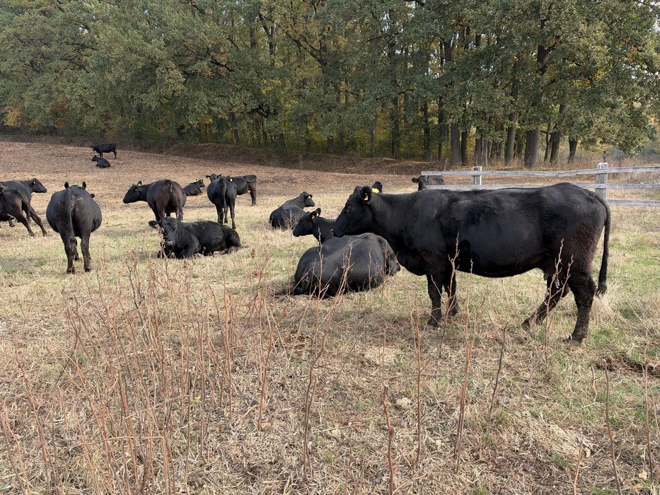 Vaci aberdeen angus (20 se dau si la bucata)
