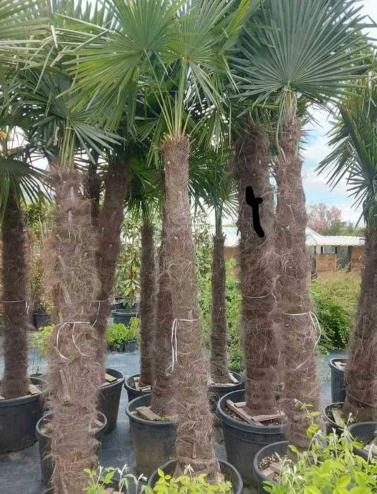Студоустойчиви палми Трахикарпус на 28 години