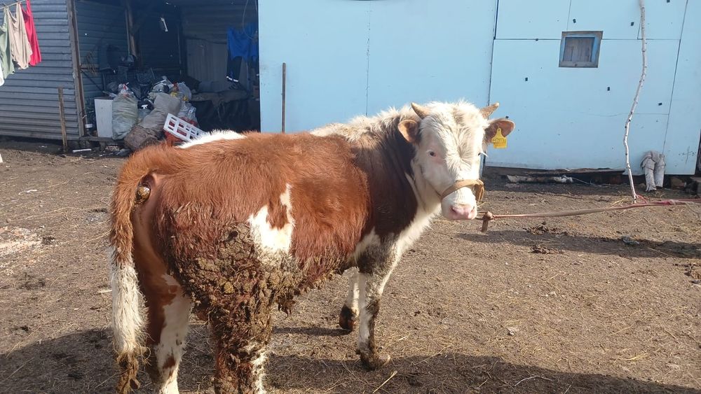 Продам годовалого бычка.