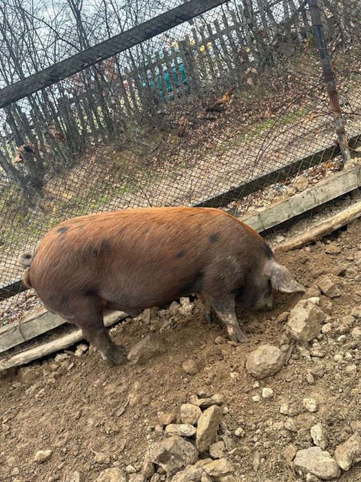 Продавам прасета