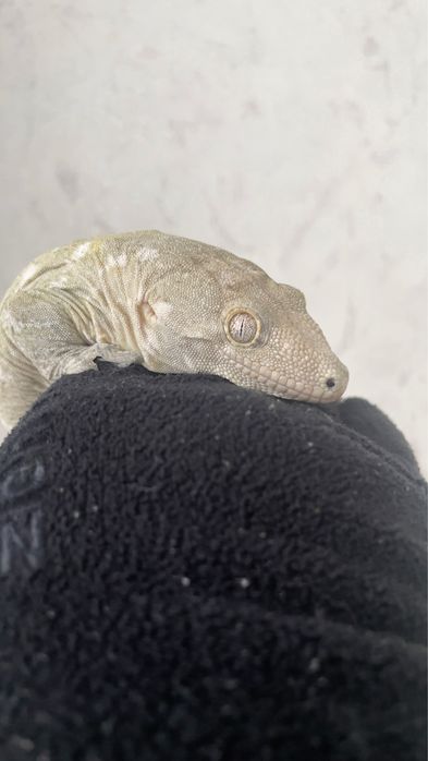 Гигантский бананоед