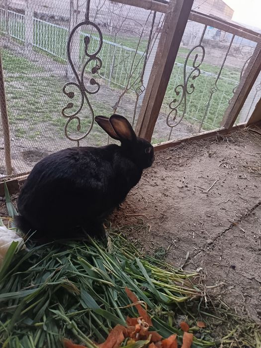 Bugoz quyon sotiladi