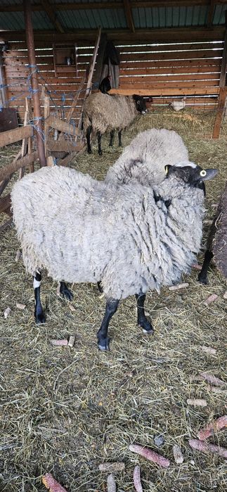 De vanzare berbeci Romanov