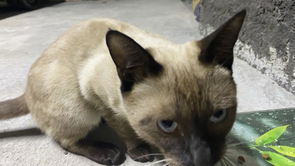 Кот домашний …..