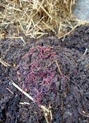 Biogumus va Kaliforniya chuvalchangi