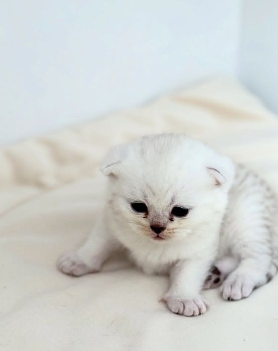 Мальчики, в белые шиншиллы и левлые