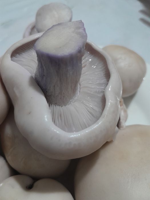 Грибы горные свежие