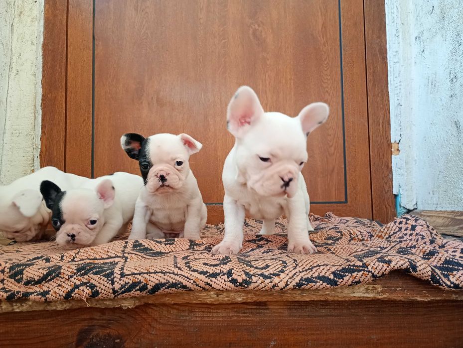 Френски булдог кученца