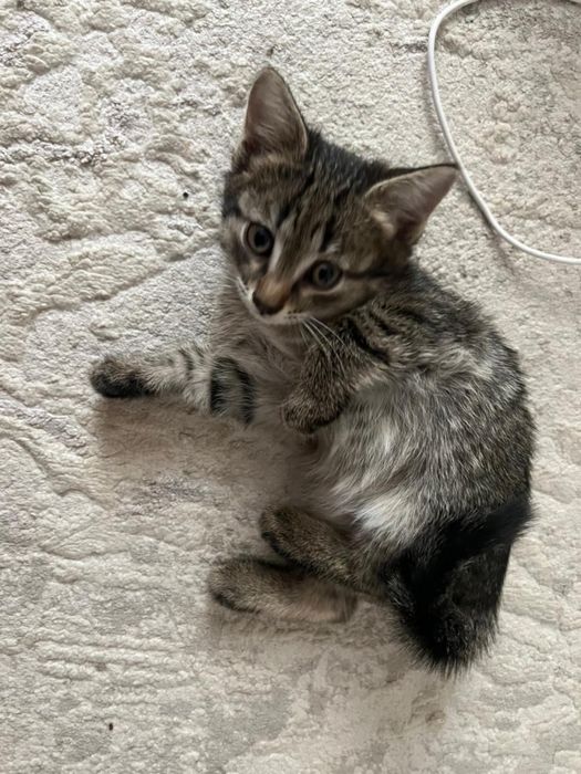 Котята в хорошие руки