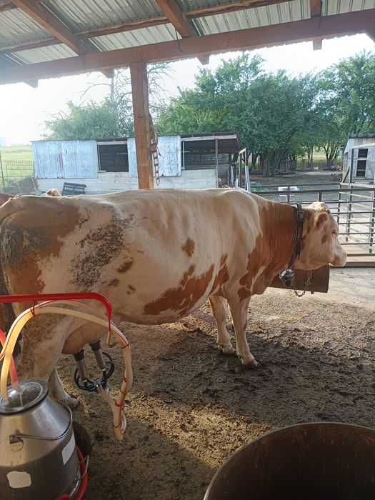 Vând vaca forte buna de lapte