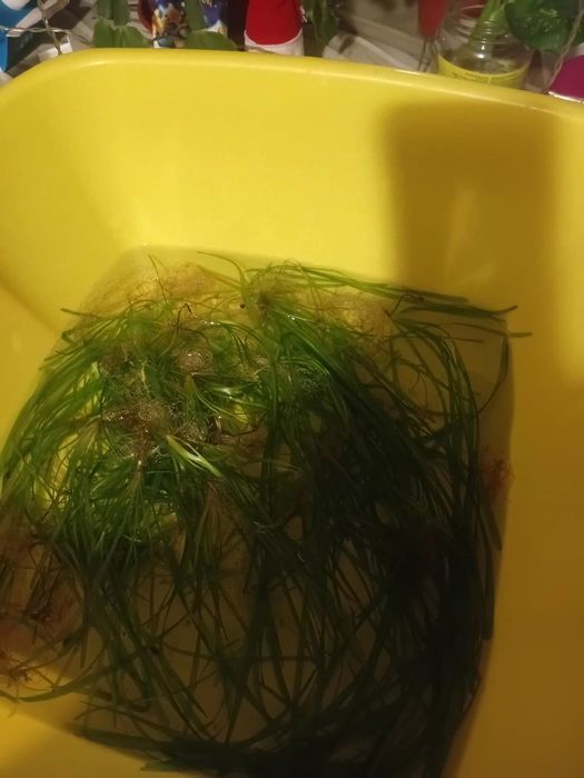 Валлиснерия обыкновенная