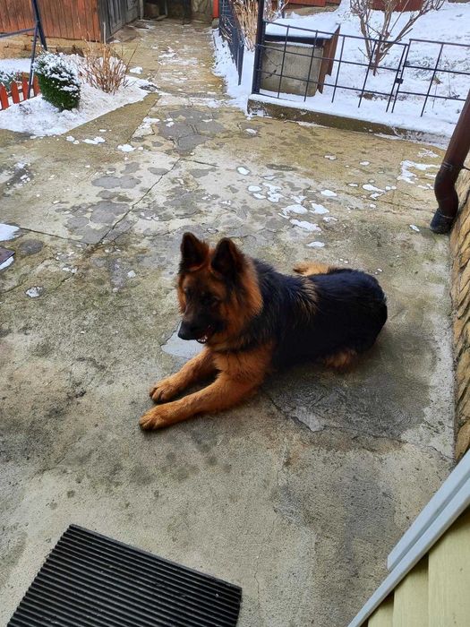 Продавам немска овчарка