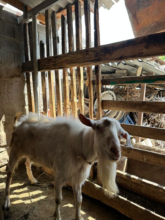 Козёл заанен битал