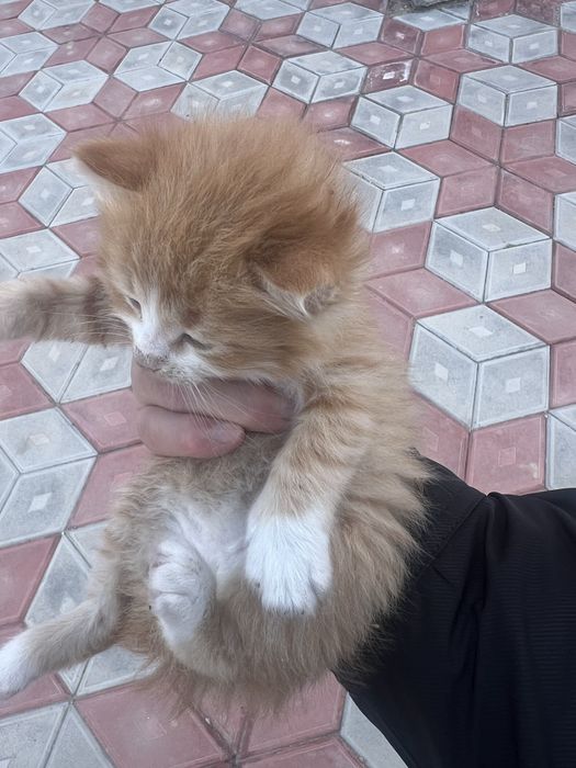 Котята. Мысықтарды бағатын адамға беремін.